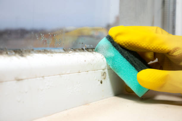 Home Mold Removal in Hildebran, NC